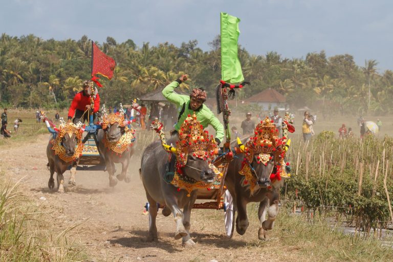 Kesenian Makepung Jembrana