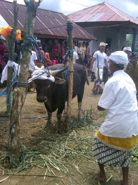Tradisi Panguangan di Desa Adat Pekraman Mengani