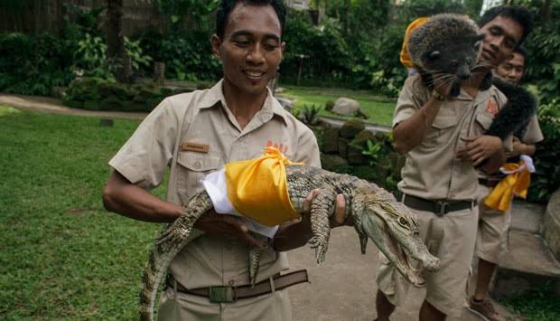 Makna dan Perayaan Tumpek Kandang di Bali: Harmoni dengan Alam dan Pembersihan Diri